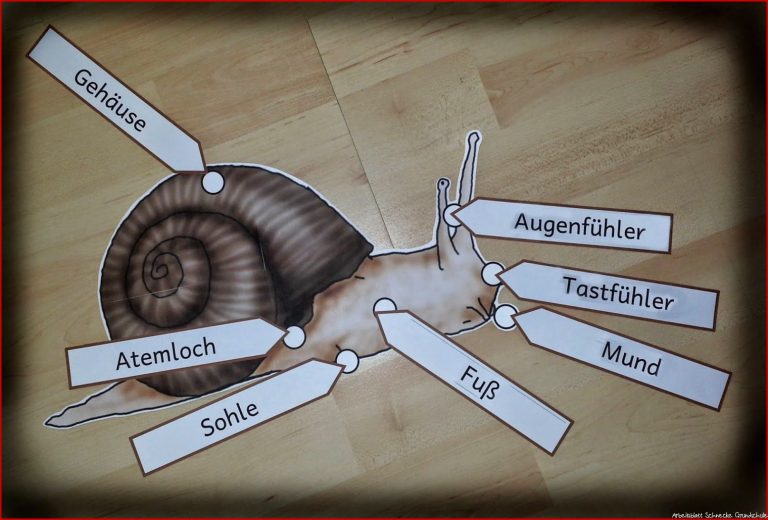 Krabbelwiese Materialien zum Thema Schnecken