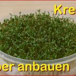 Kresse Selber Anbauen