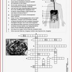 Kreuzworträtsel Biologie Klasse 7 8 Pdf Ab 12 J 48 S