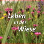 Leben In Der Wiese – E Online – Planet Schule