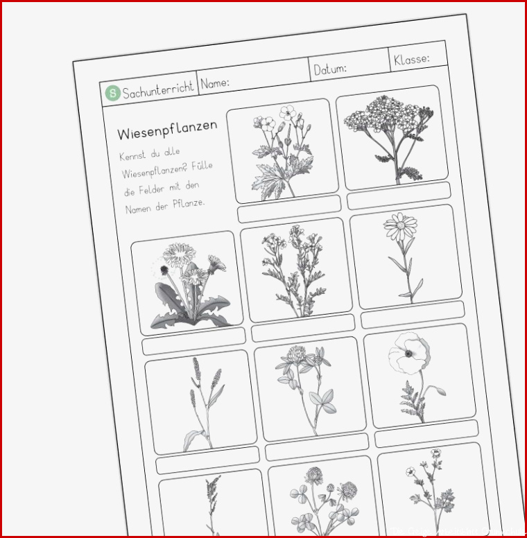 Lebensraum Wiese Grundschule Arbeitsblätter Worksheets