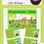 Lebensraum Wiese Grundschule Arbeitsblätter Worksheets