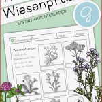 Lebensraum Wiese Grundschule Arbeitsblätter Worksheets