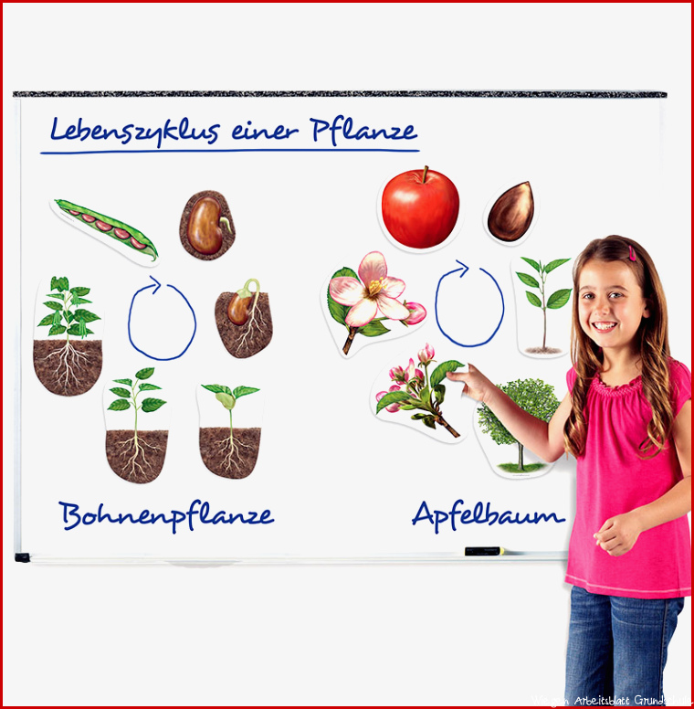 Lebenszyklus Apfel und Bohne magnetisch