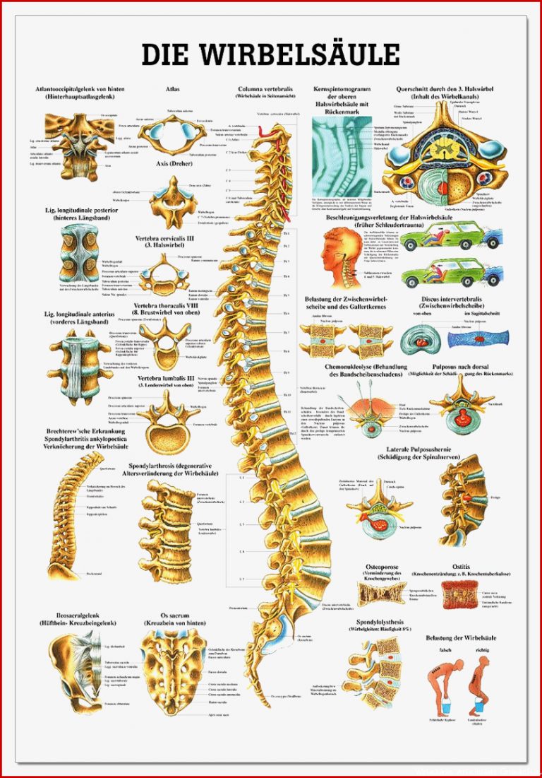 Lehrtafel Die Wirbelsäule Praxisbedarf Shop Buchner