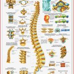 Lehrtafel Die Wirbelsäule Praxisbedarf Shop Buchner