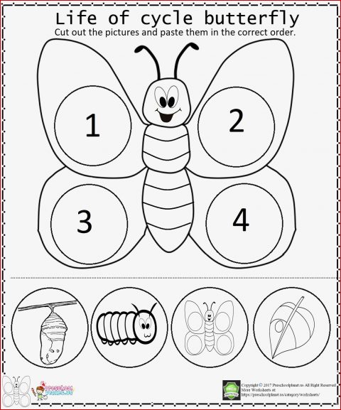 Life Cycle butterfly Worksheet – Preschoolplanet