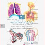 Lungenbau Und Weg Der atemluft Meinunterricht