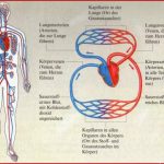Lungenkreislauf Und Körperkreislauf 919×627
