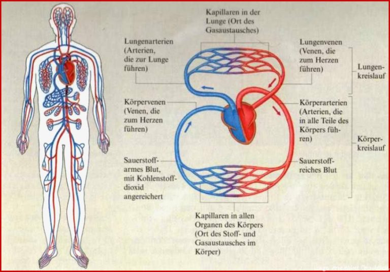 Lungenkreislauf und Körperkreislauf 919×627