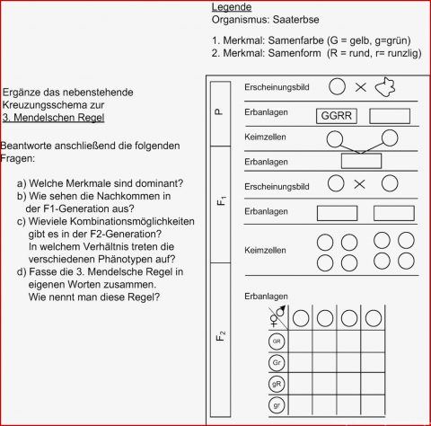 Mendelsche Regeln Arbeitsblatt Mit Lösungen 4teachers - Kostenlose ...