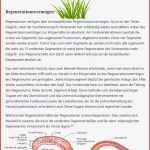 Merkmale Wirbellose Tiere Arbeitsblatt Debbie Preston Schule