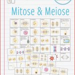 Mitose Und Meiose Bingo Abitur – Unterrichtsmaterial