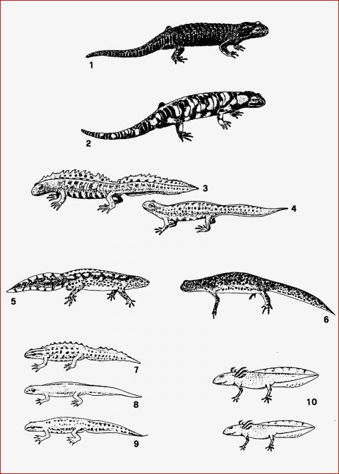 Molche Und Salamander