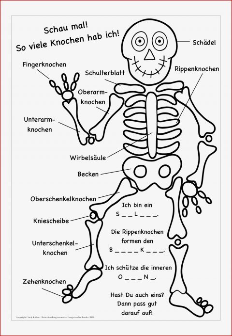 Muskulatur Mensch Arbeitsblatt Deutsch William Wheeler