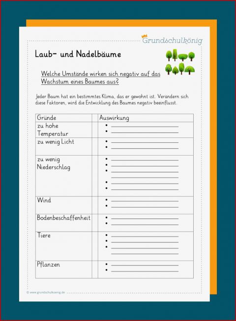 Nadelbäume Laubbäume