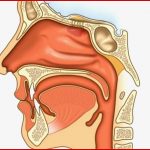 Nasenanatomie – Multimedia – Planet Schule