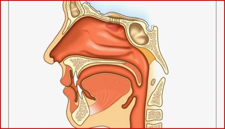 Nasenanatomie – Multimedia – Planet Schule