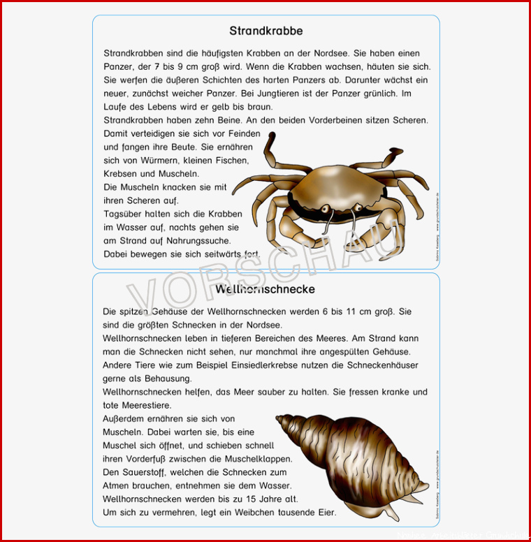 Nordsee Werkstatt für Grundschule