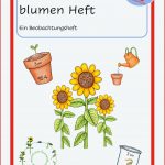 Paket sonnenblume Beobachtungsheft Und Entwicklung