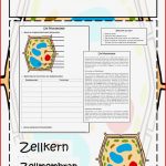 Pflanzenzelle Tafelmaterial Informationsblatt Arbeitsblatt