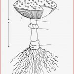 Pilze Unterrichtsmaterial Grundschule Kinderbilder