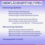 Ppt OberflÄchenepithelien Powerpoint Presentation Id