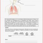 Protokoll Puls Und atmung – Unterrichtsmaterial Im Fach