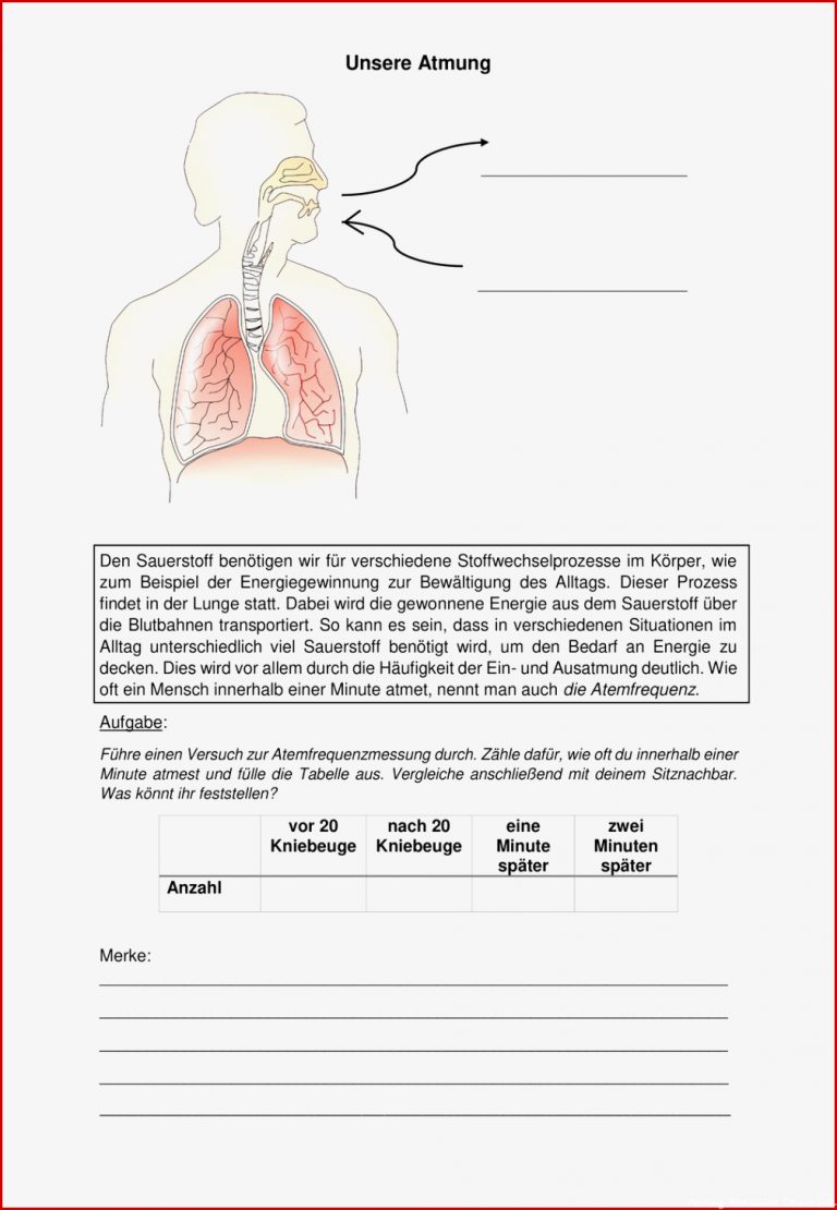 Protokoll Puls und Atmung – Unterrichtsmaterial im Fach