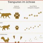 Rätsel Tierspuren Im Schnee Tierspuren Im Schnee Wer