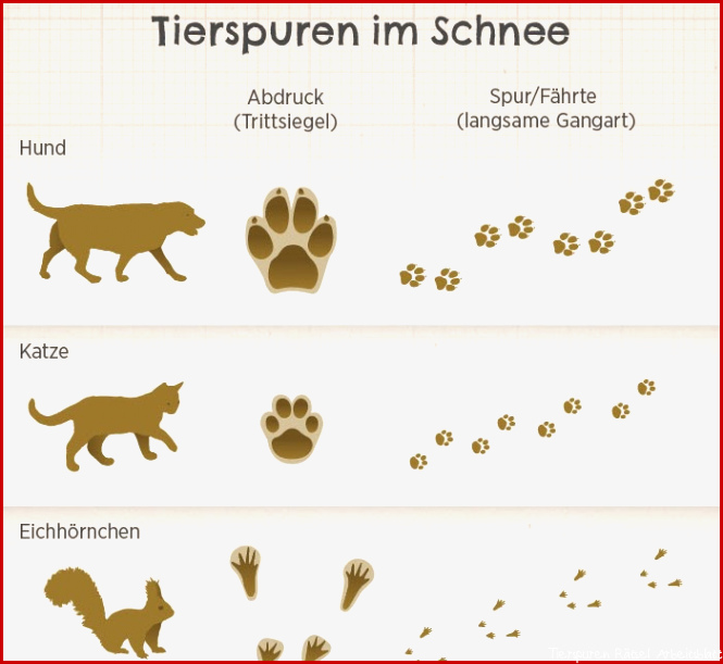 Rätsel Tierspuren Im Schnee Tierspuren Im Schnee Wer