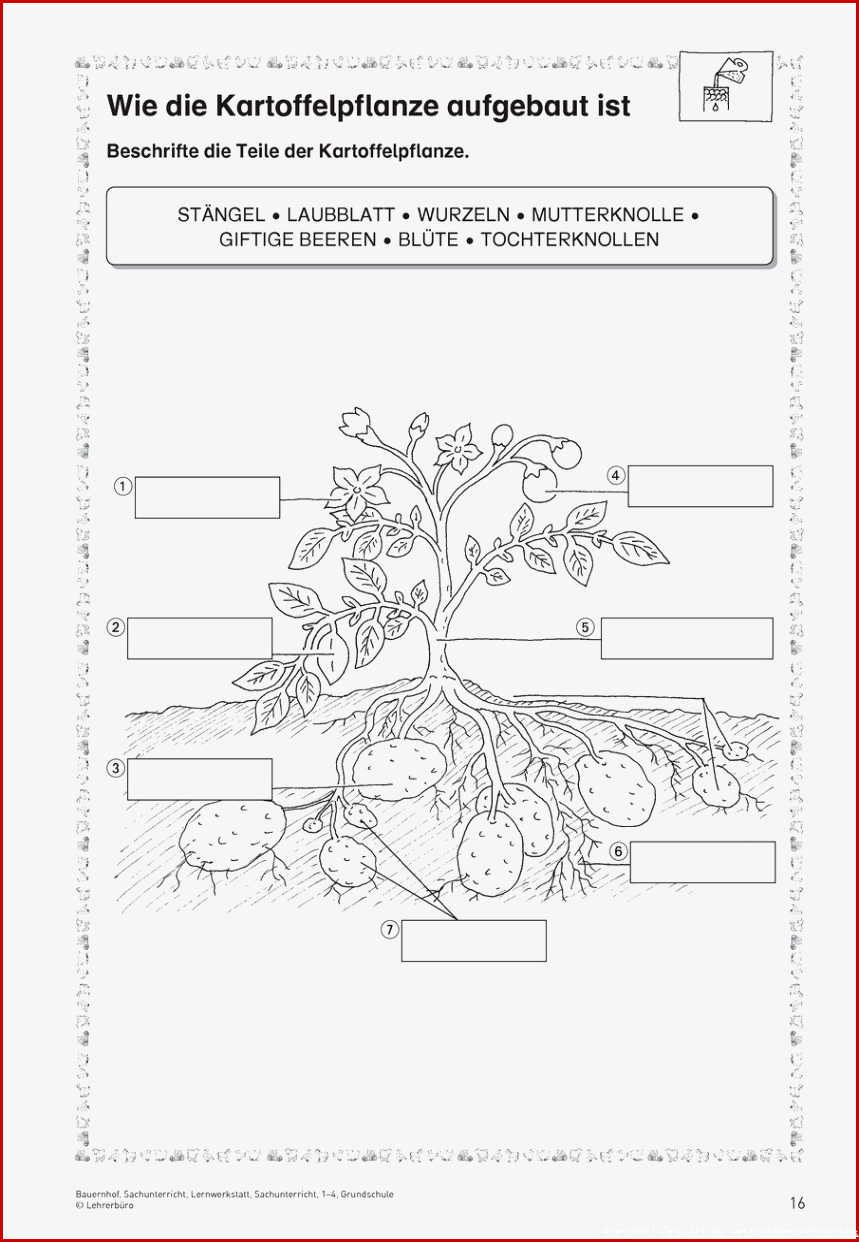 Kartoffel Grundschule Arbeitsblätter Kostenlos
 Sachkunde Kartoffel Grundschule Arbeitsblätter Kostenlos Kostenlose
