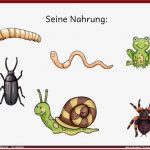 Schnecke K Perbau Arbeitsblatt Ethel Flannery Schule