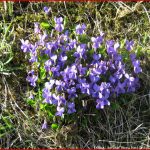 Schreibteufelchen Frühling Lässt Sein Blaues Band