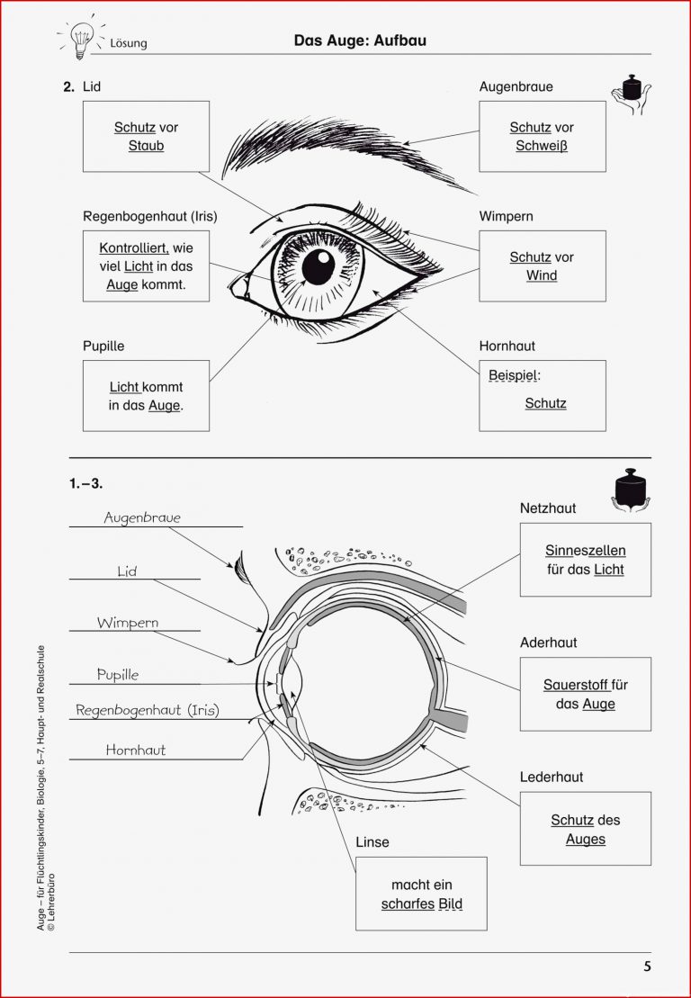 Auge Arbeitsblatt
 Auge Arbeitsblatt Grundschule 8 Beratung Kostenlos Für Sie