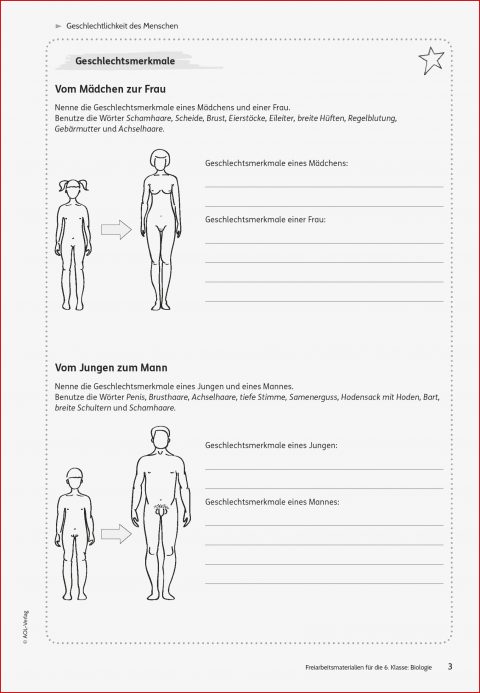 Sekundarstufe I Unterrichtsmaterial Biologie Körper Und