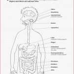 Sekundarstufe I Unterrichtsmaterial Biologie Körper Und