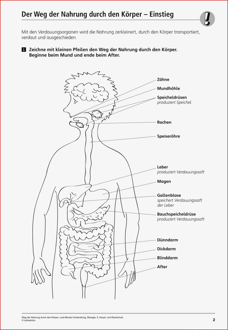 Der Weg Der Nahrung Arbeitsblatt Grundschule: 9 Methoden Sie Müssen Es ...