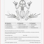 Sekundarstufe I Unterrichtsmaterial Biologie Tiere