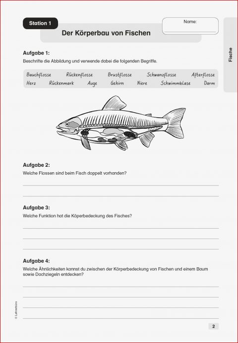 Sekundarstufe I Unterrichtsmaterial Biologie Tiere Fische