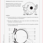 Sinnesorgan Auge Buch Von Tanja Bühler Versandkostenfrei