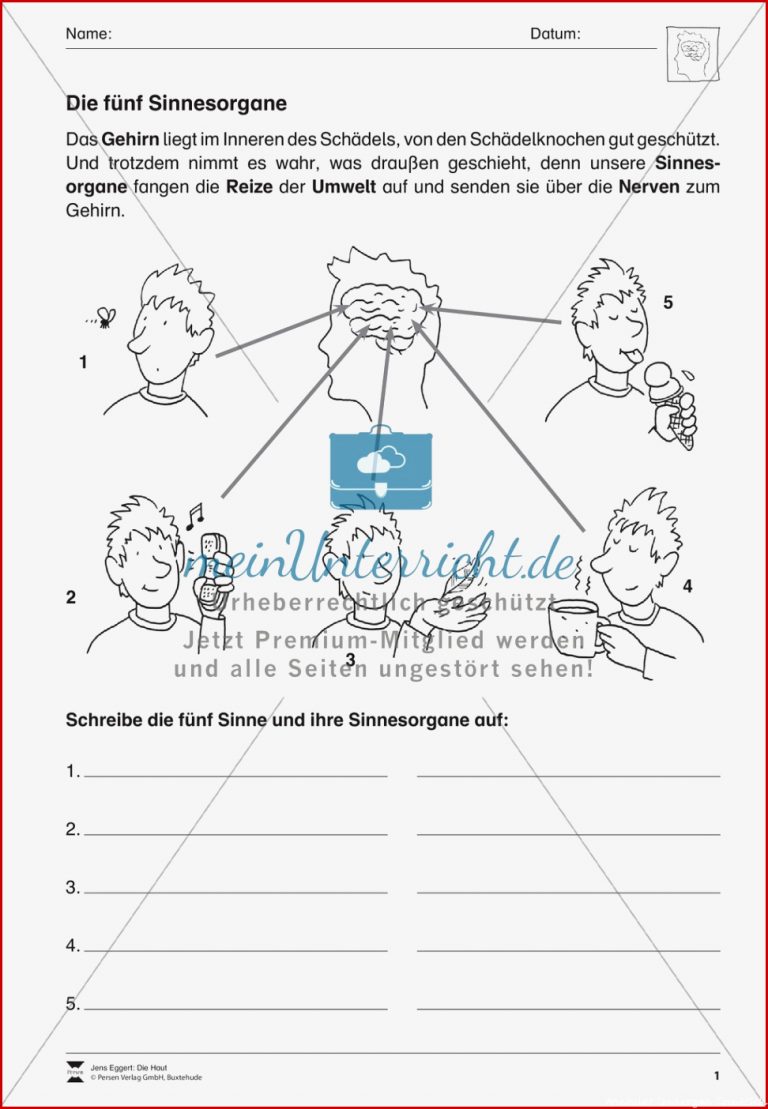 Sinnesorgane Übungen meinUnterricht