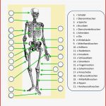Skelett Arbeitsblatt Kostenlos