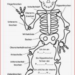 So Viele Knochen Hab Ich Skelett Biologie Sachkunde