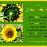 Sonnenblume Arbeitsblatt Kindergarten