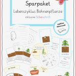 Sparpaket Lebenszyklus Bohnenpflanze – Grundschule