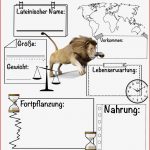 Steckbrief Löwe – Unterrichtsmaterial Im Fach Biologie