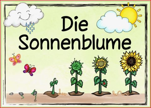 Themenplakat "die sonnenblume"