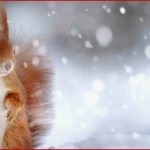 Tiere Im Winter Tipps & Ideen Für Ein ökologisches