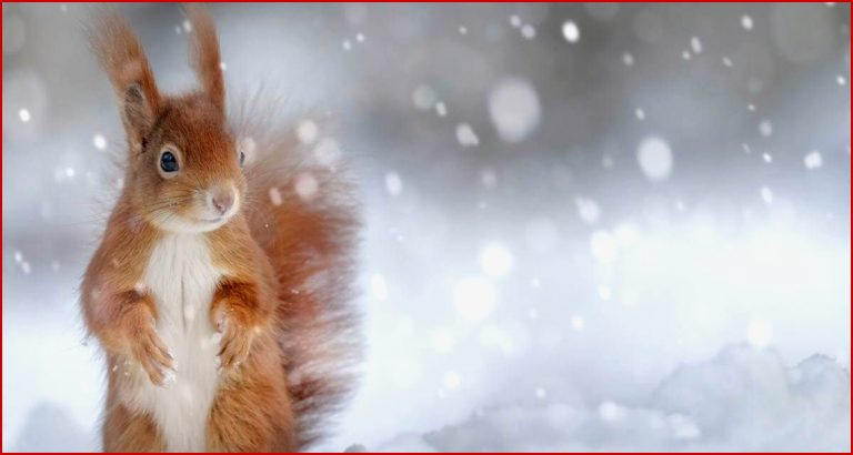 Tiere im Winter Tipps & Ideen für ein ökologisches